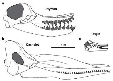 Comparaison entre les crânes de Livyatan et du cachalot et de l`orque actuels