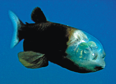 Macrospinna microstoma, le poisson à tête transparente