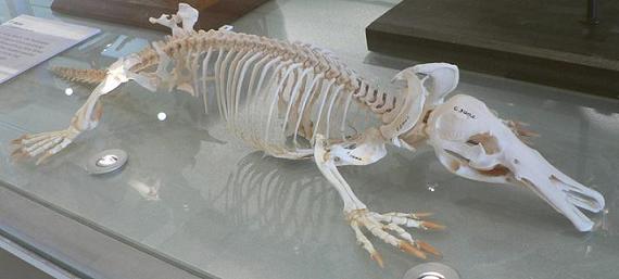 Squelette d`ornithorynque (Ornithorhynchus anatinus)