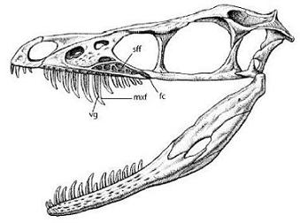 Reconstitution du crâne de Sinornithosaurus