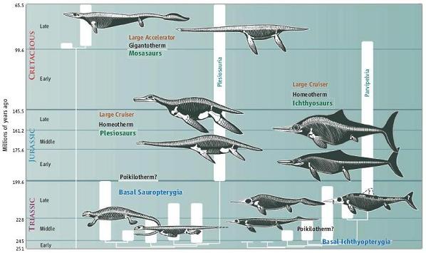 Quelques exemples de reptiles marins du Mésozoque